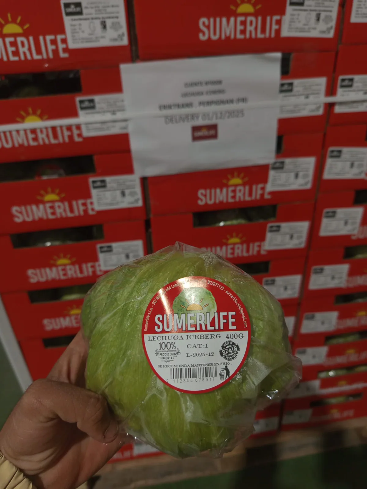Lechuga iceberg envasada sostenida para revisar su calidad